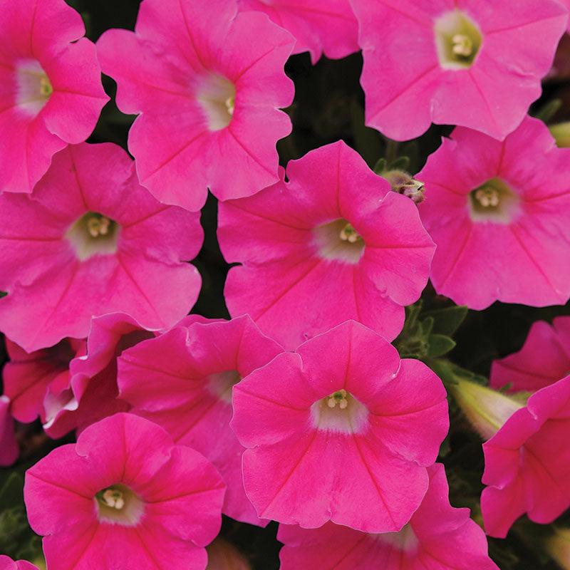 Petunia Shock Wave F1 Collection Seed