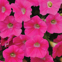 Petunia Shock Wave F1 Collection Seed