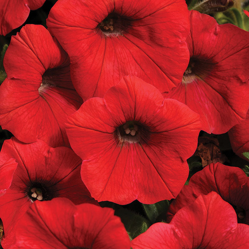 Petunia Shock Wave F1 Collection Seed