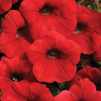 Petunia Shock Wave F1 Collection Seed