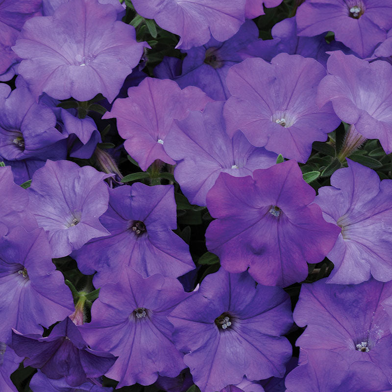 Petunia Shock Wave F1 Collection Seed