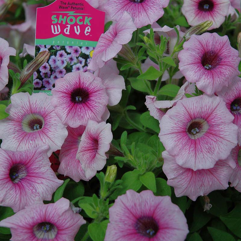 Petunia Shock Wave F1 Collection Seed