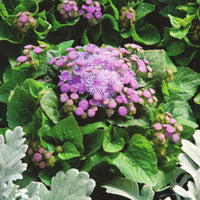 Ageratum Aloha Blue F1 Seed