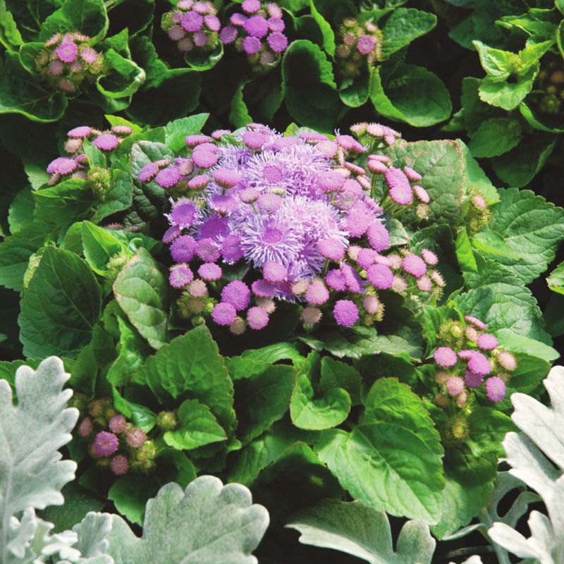 Ageratum Aloha Blue F1 Seed