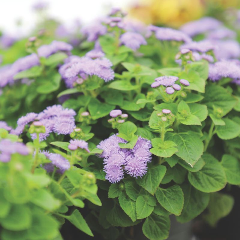 Ageratum Aloha Blue F1 Seed