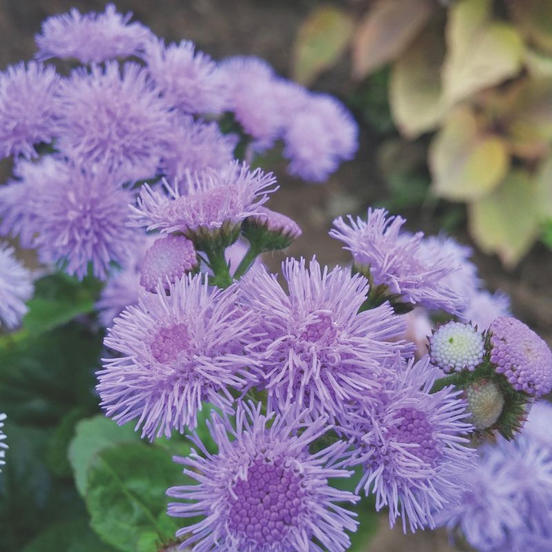 Ageratum Aloha Blue F1 Seed