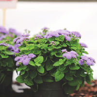 Ageratum Aloha Blue F1 Seed