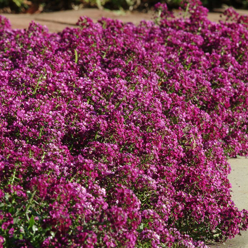 Alyssum Clear Crystals Purple Shades Seed