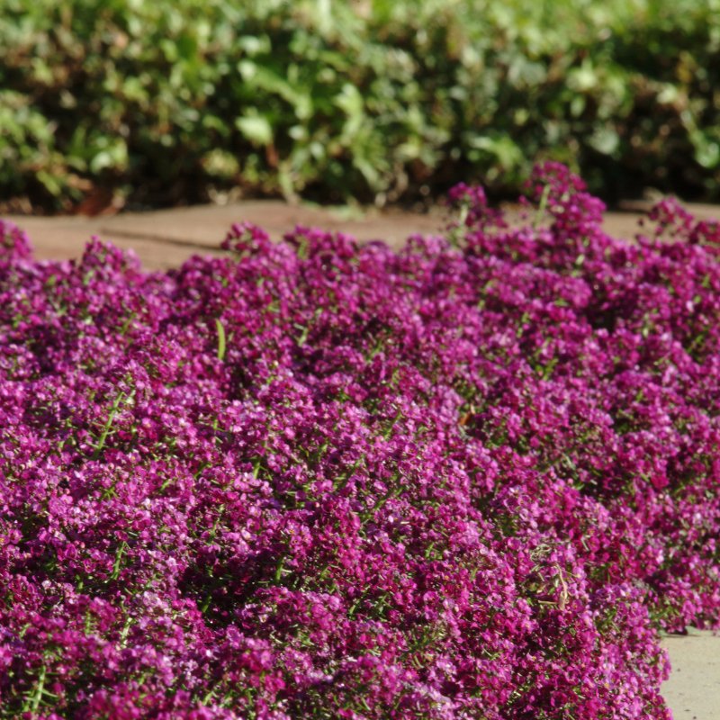 Alyssum Clear Crystals Purple Shades Seed