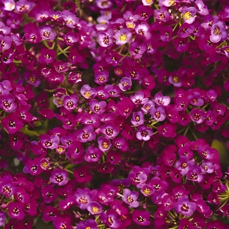 Alyssum Clear Crystals Purple Shades Seed