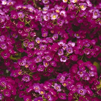 Alyssum Clear Crystals Purple Shades Seed