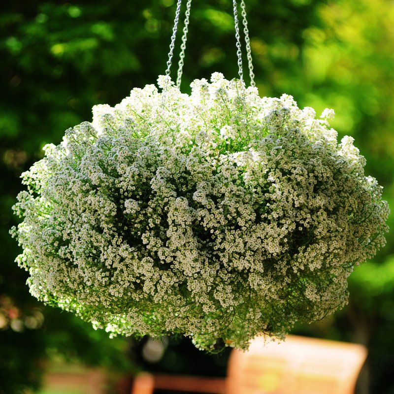 Alyssum Clear Crystals White Seed