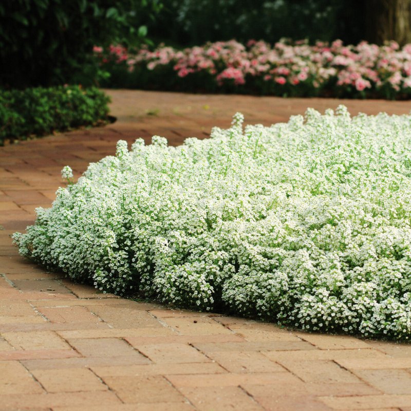 Alyssum Clear Crystals White Seed