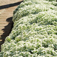 Alyssum Clear Crystals White Seed