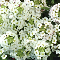 Alyssum Clear Crystals White Seed