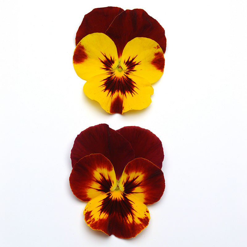 Pansy Cool Wave® Fire Seed