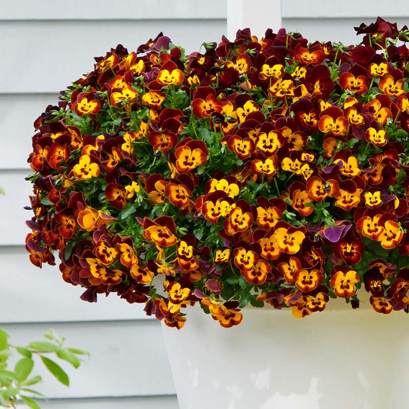 Pansy Cool Wave® Fire Seed