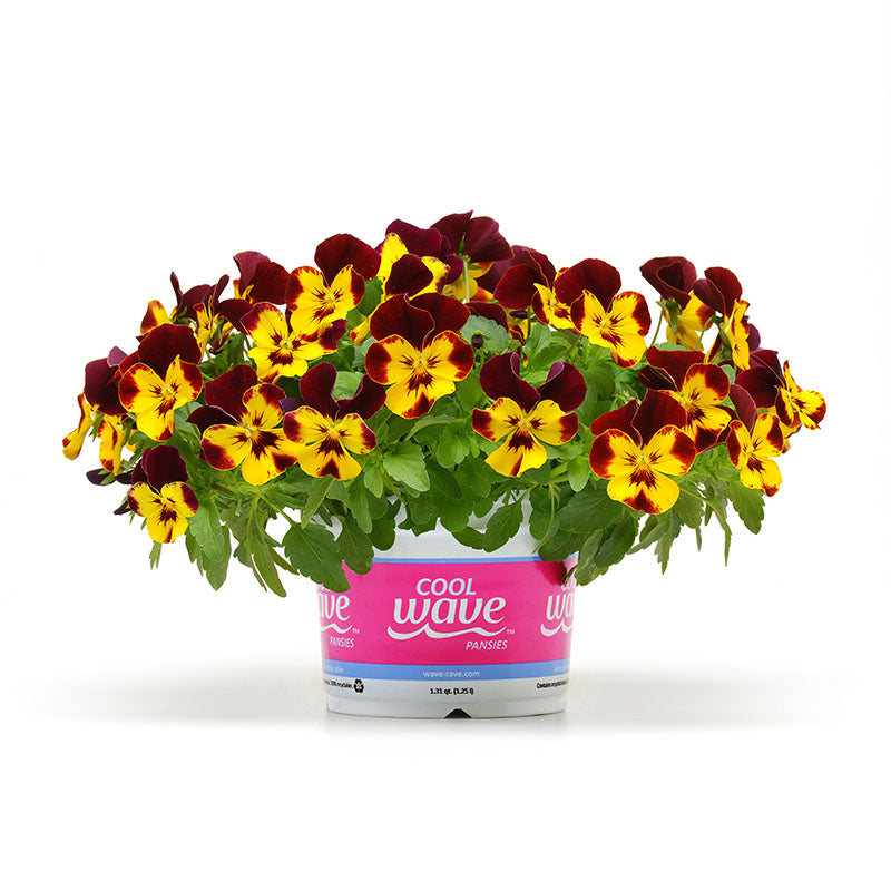 Pansy Cool Wave® Fire Seed