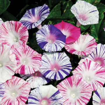 Ipomoea Carnival Seed