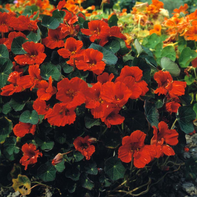 Nasturtium Princess of India Seed