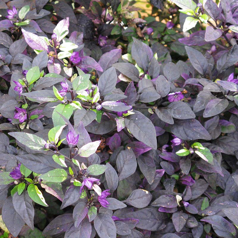 Ornamental Pepper Purple Flash Seed