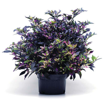 Ornamental Pepper Purple Flash Seed