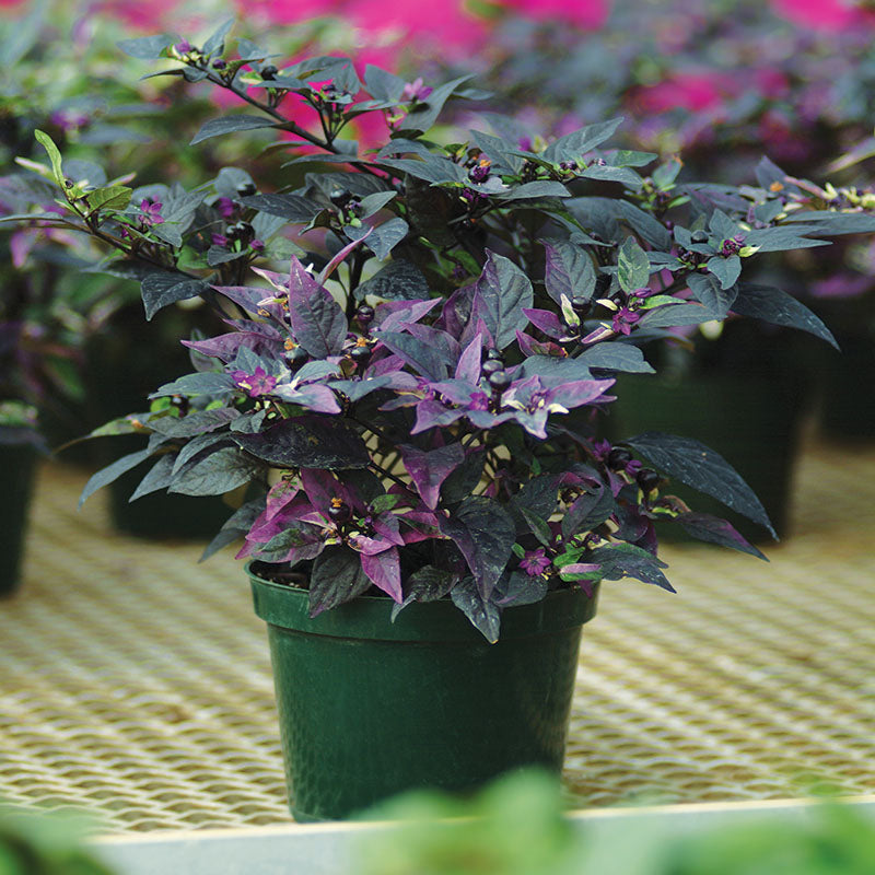 Ornamental Pepper Purple Flash Seed