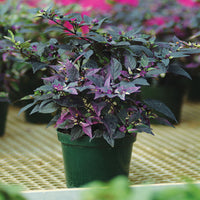 Ornamental Pepper Purple Flash Seed