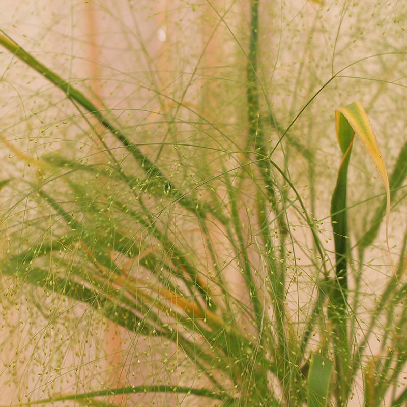 Panicum Frosted Explosion Seed