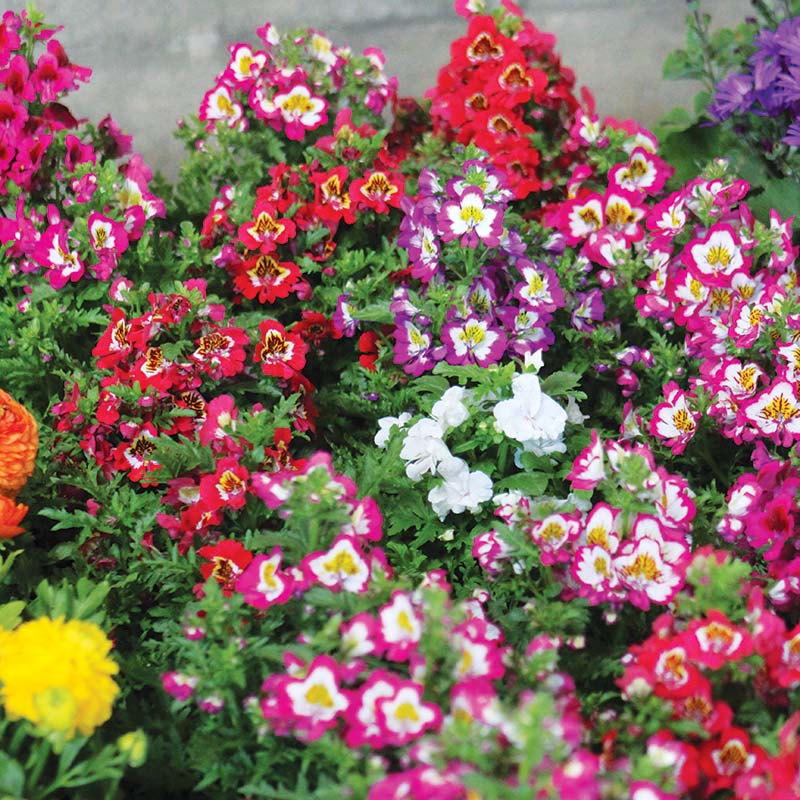 Schizanthus Atlantis Mix F1 Seed – Harris Seeds