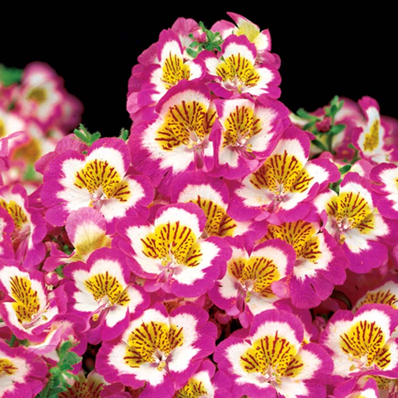 Schizanthus Atlantis Mix F1 Seed – Harris Seeds