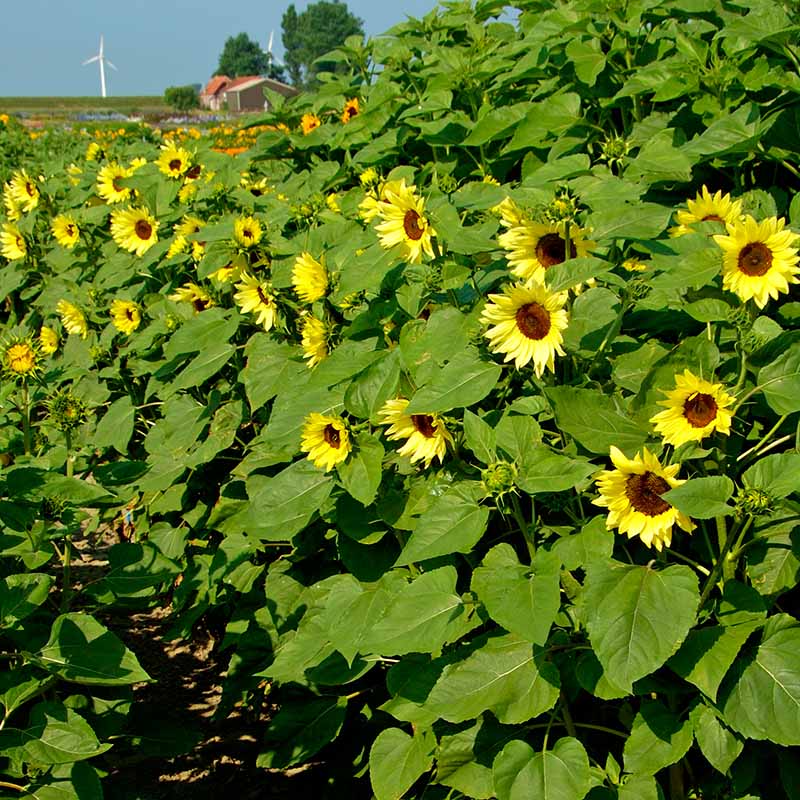 Sunflower Buttercream F1 Seed