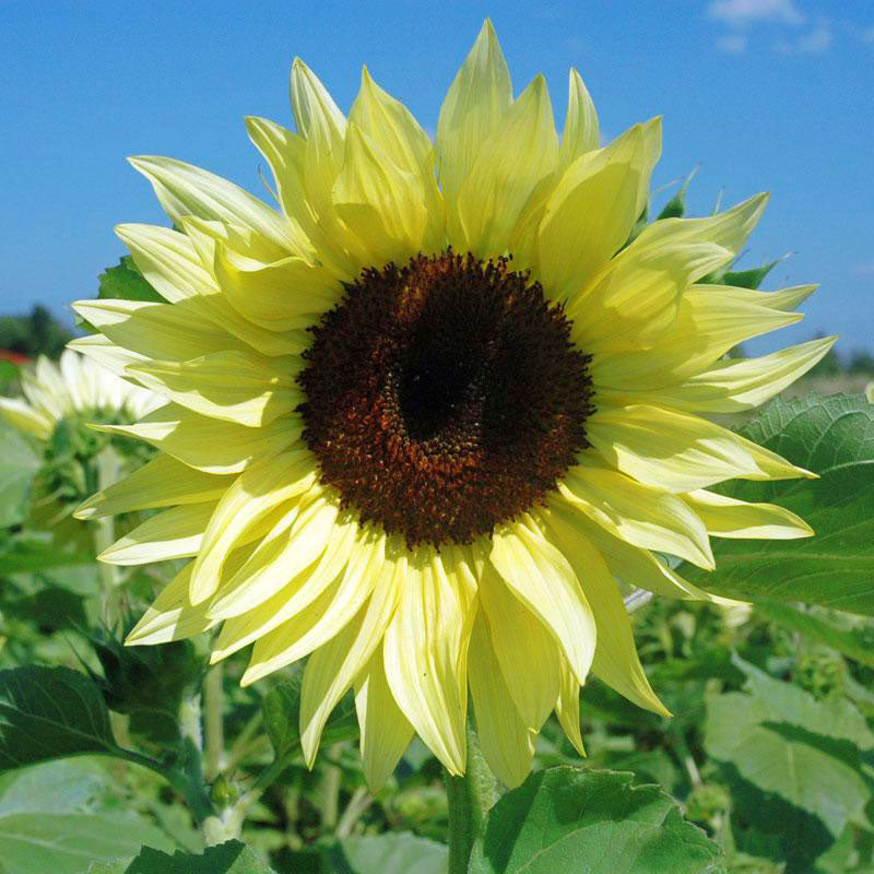 Sunflower Buttercream F1 Seed