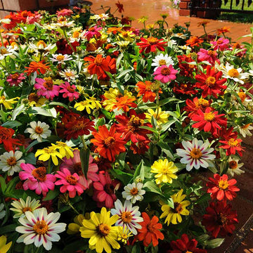 Zinnia Zahara Mix Seed