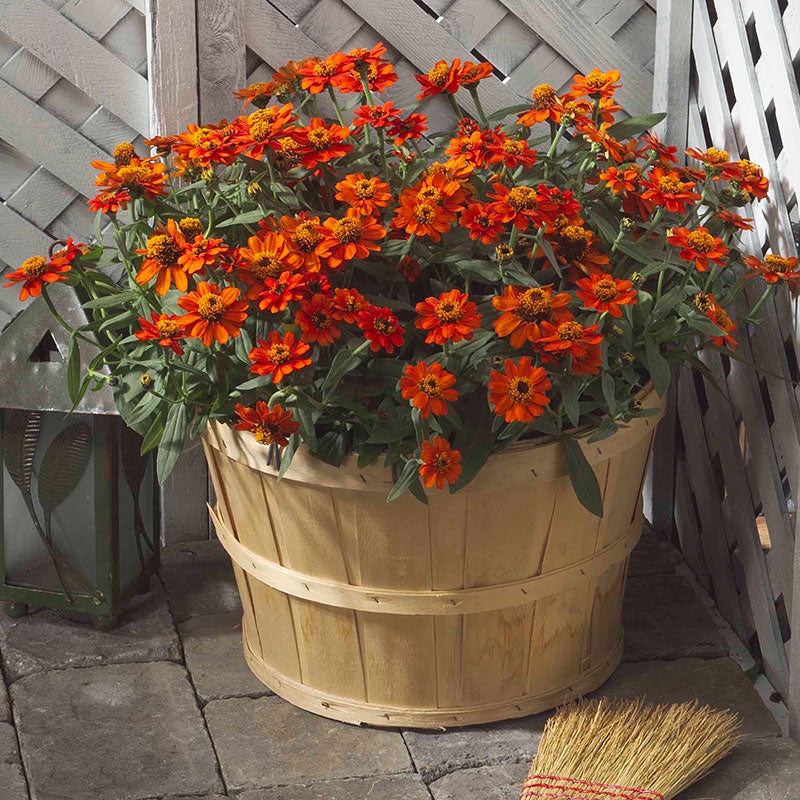 Zinnia Profusion Double Fire Seed