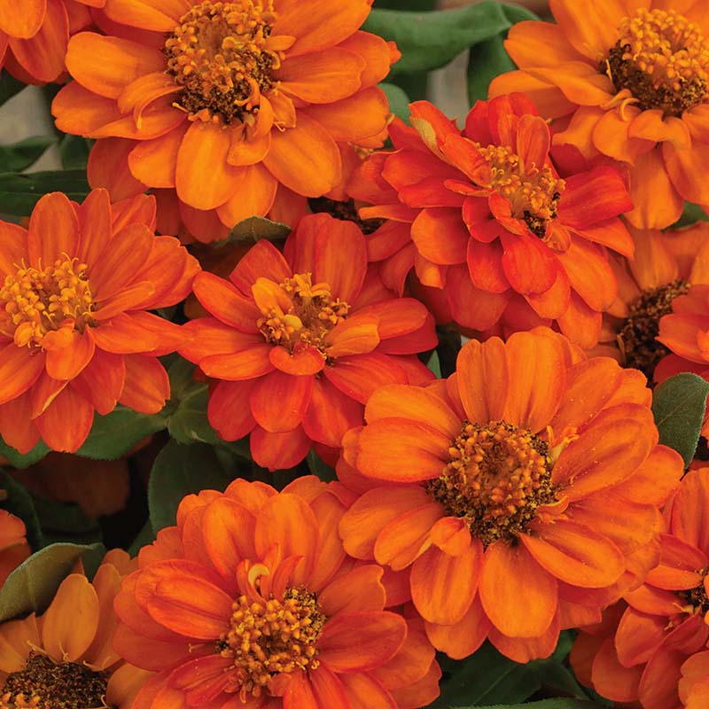 Zinnia Profusion Double Fire Seed