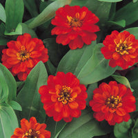 Zinnia Profusion Double Fire Seed