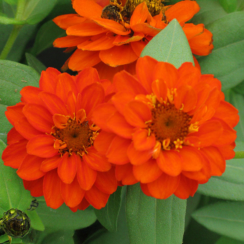 Zinnia Profusion Double Fire Seed