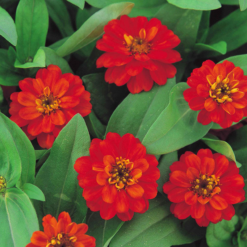 Zinnia Profusion Double Fire Seed