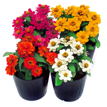 Zinnia Profusion Double Mix Seed