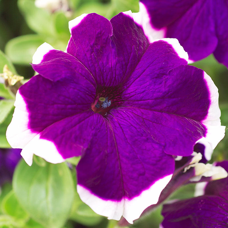 Petunia Hulahoop Blue F1 Seed