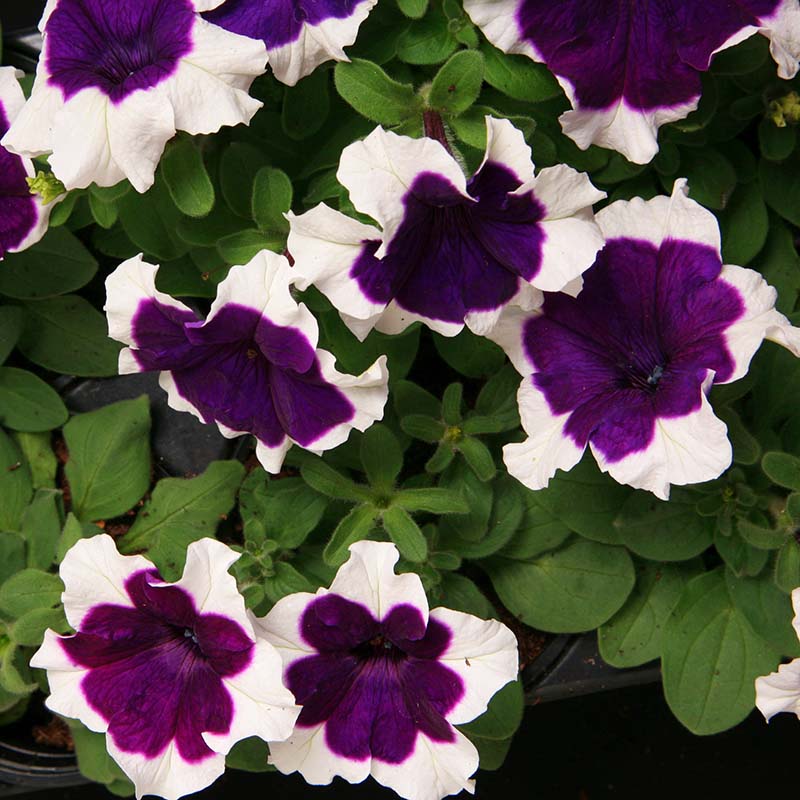 Petunia Hulahoop Blue F1 Seed