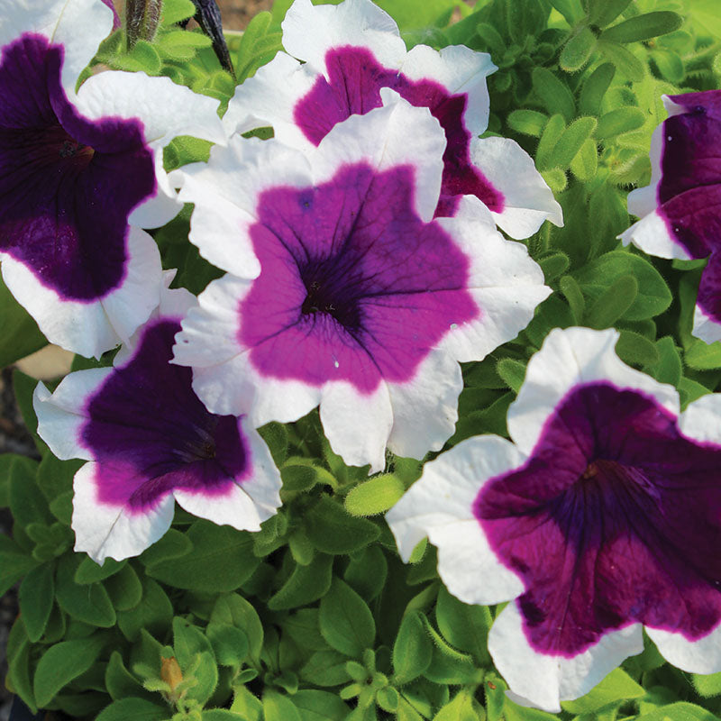 Petunia Hulahoop Blue F1 Seed