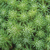 Sedum Oracle Seed