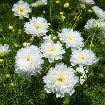 Cosmos Double Click White Seed