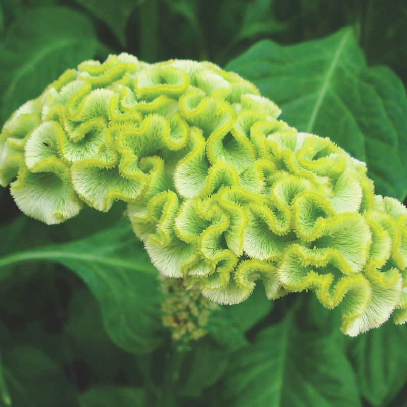 Celosia Spring Green Seed