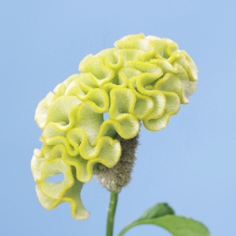 Celosia Spring Green Seed