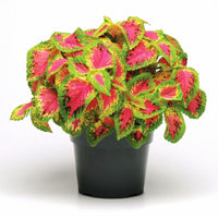 Coleus Watermelon Seed