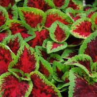 Coleus Watermelon Seed