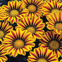 Gazania Big Kiss Yellow Flame F1 Seed